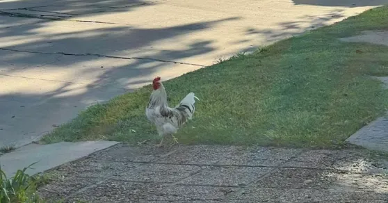 Captura de pantalla 2026-01-21 021223