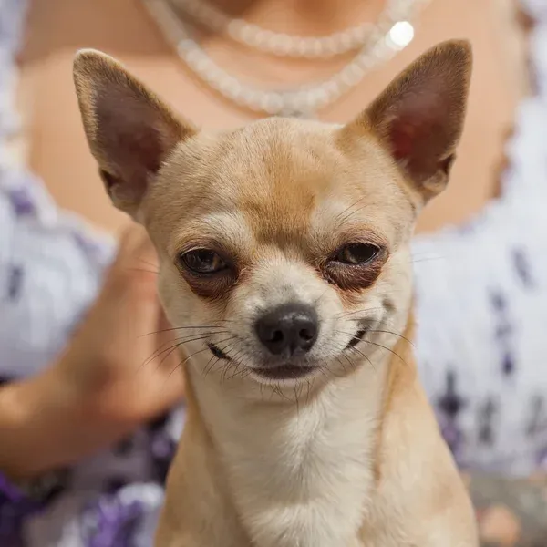 depositphotos_54555903-stock-photo-smiling-chihuahua