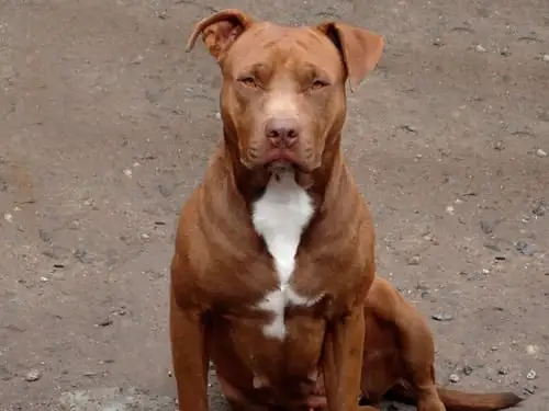 SM-hembra-pitbull-230521