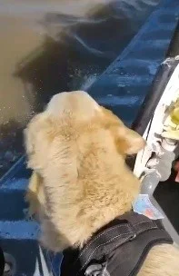 golden_2.jpg_1819858116