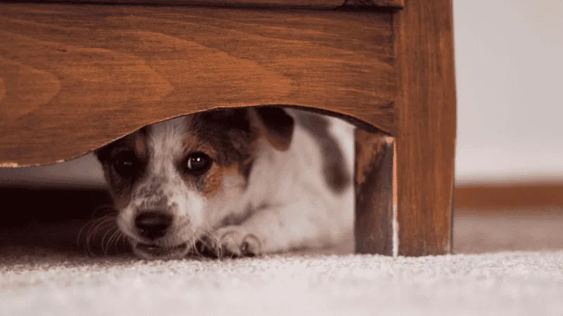perrito.png_1756841869