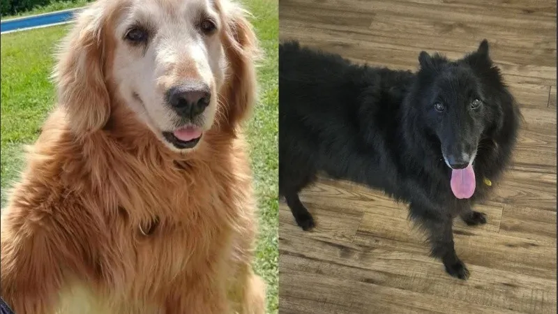 perros_roldan.jpg_815021171