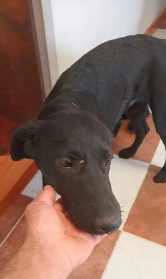 perro-e1759709851944