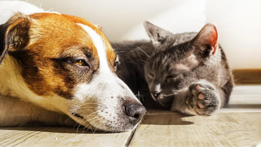 900x507_como-proteger-perros-gatos-golpes-calor-1022579-070801