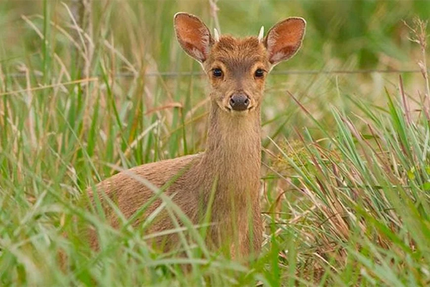 vaBUxWnDS_870x580__1