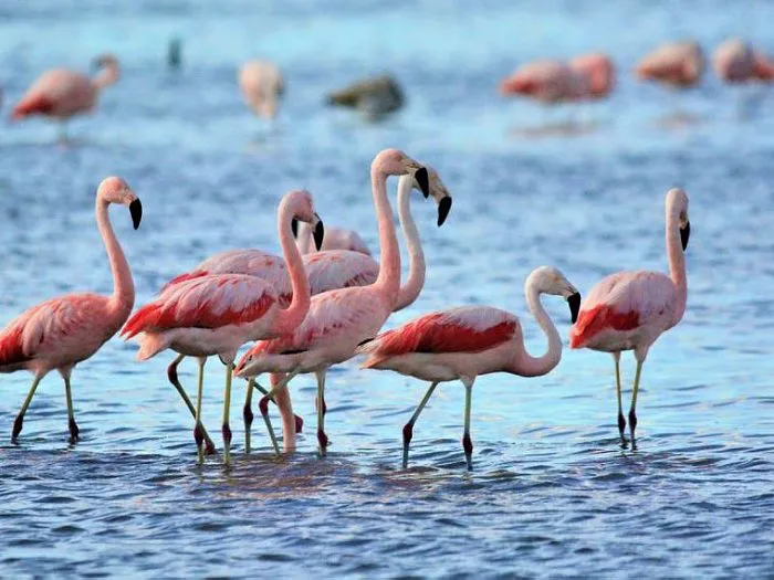 24815-flamencos