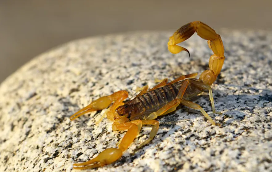 Captura de pantalla 2026-01-12 113127