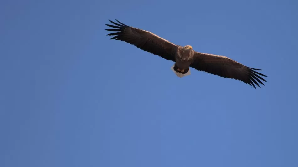 68d2b6be13a0b-screen-and-max-width480px_950_534!