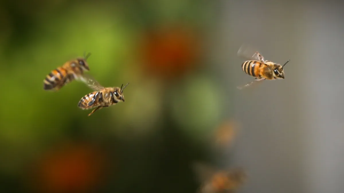 la-victima-que-caminaba-su-pareja-no-sobrevivio-las-picaduras-un-enjambre-foto-ilustrativa