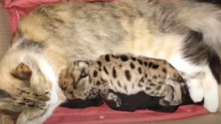 Captura de pantalla 2026-04-05 233915