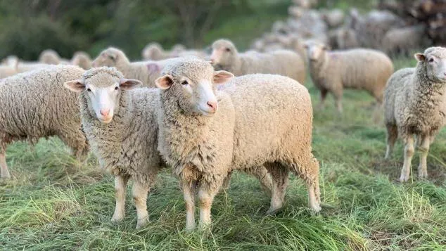 La-experimentacion-con-ovejas