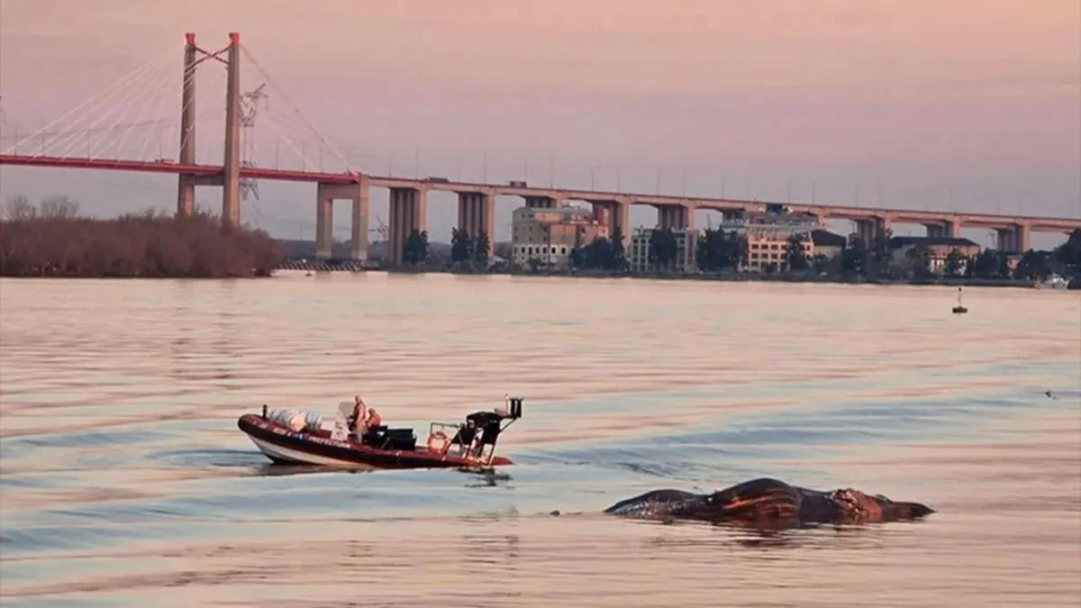 ballenas-rio-parana-y-la-plata