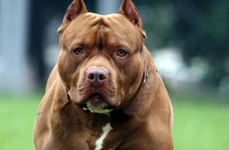 SM-pitbul-657