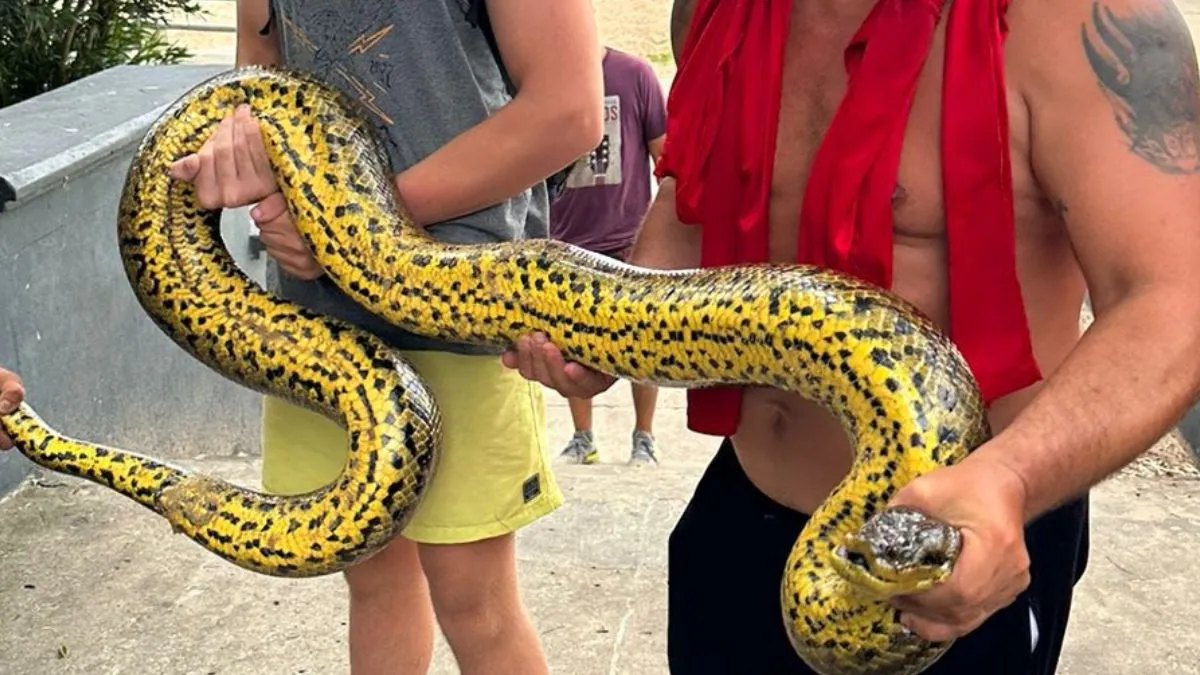 anaconda-amarillajpg