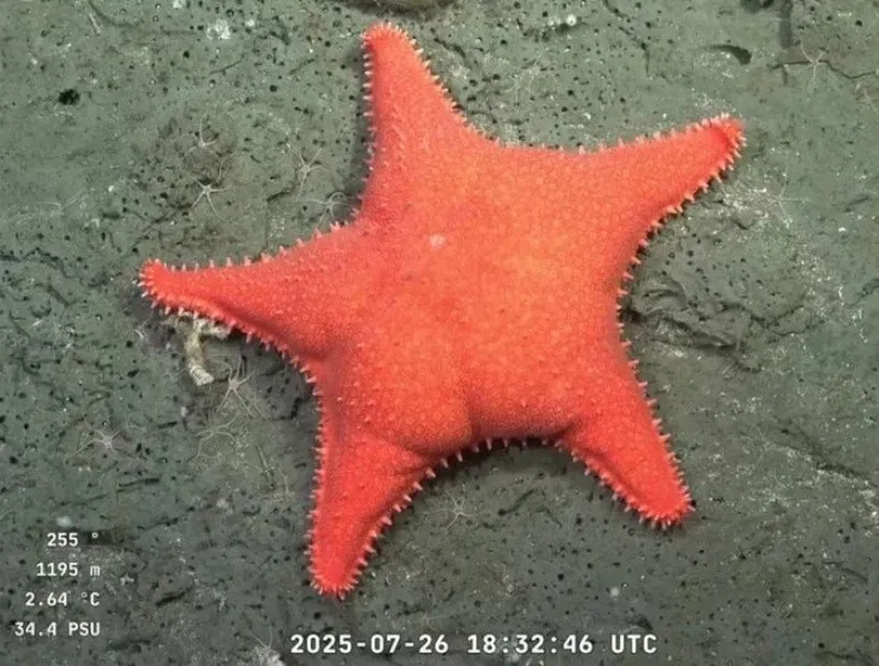 estrella_culona.jpeg_960561263