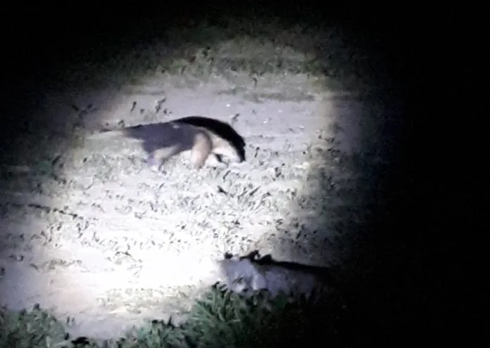 25838-osohormiguero1