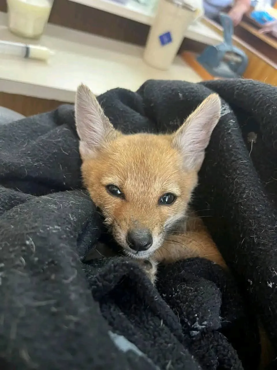 a10a26ca-f6bf-462d-b7c9-570cd816e991