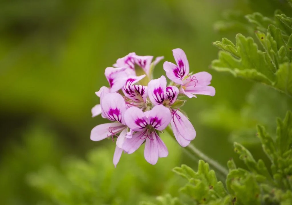 la-planta-aromatica-perfecta-para-ahuyentar-mosquitos-y-darle-a-tu-casa-perfume-y-color-1768480230964_1024