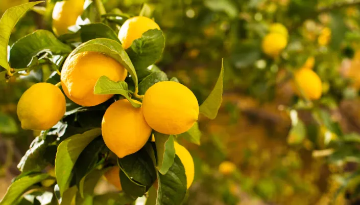 Captura de pantalla 2026-02-17 125256