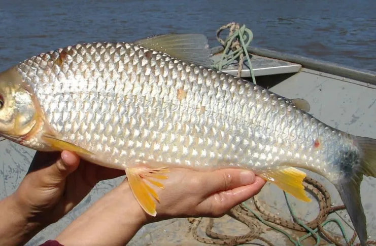 SM-pesca-54353