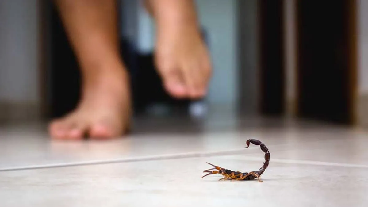 como-ahuyentar-alacranes-casa