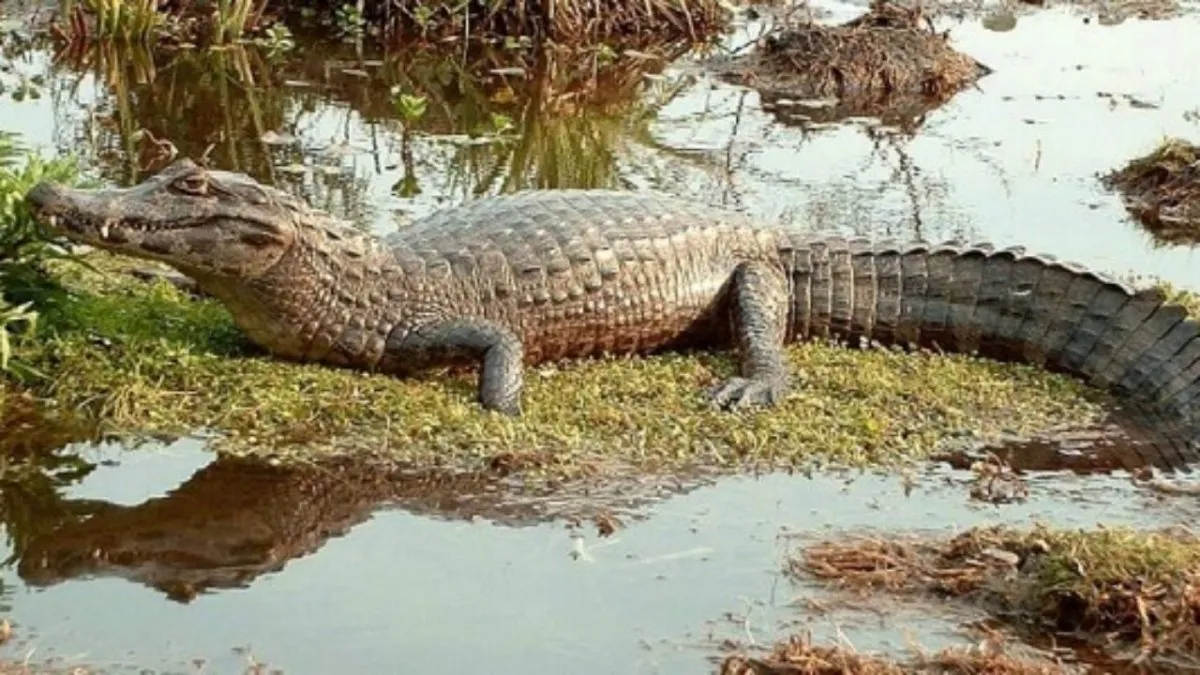 descubrieron-crias-yacare-una-laguna-cordoba