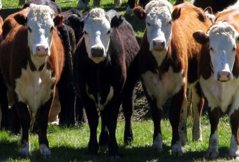 28869-Abigeato Humberto 19-3-26