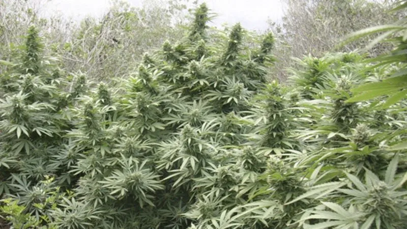 marihuana.jpg_1756841869