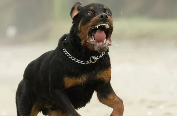 rottweiler-enojado-perro