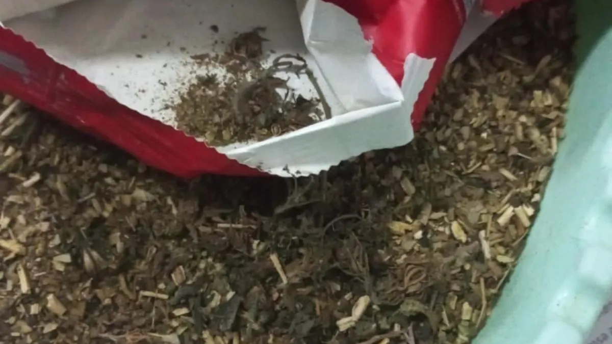 yerba-marihuanajpg