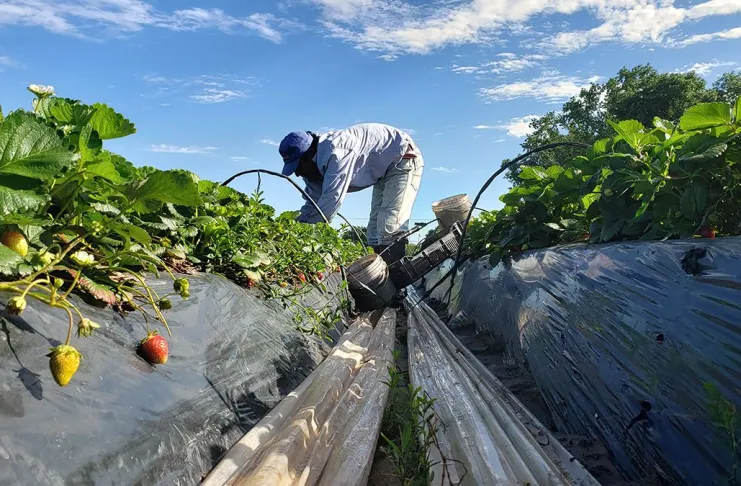 SM-Frutilla-862020