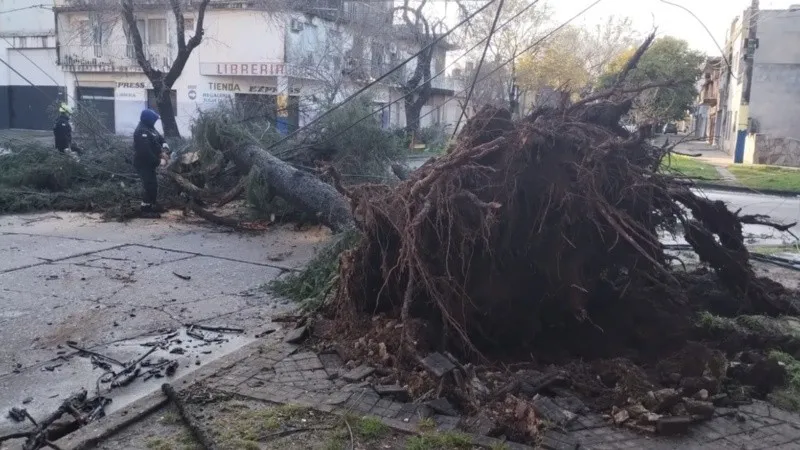 arbol_caido.jpg_1756841869