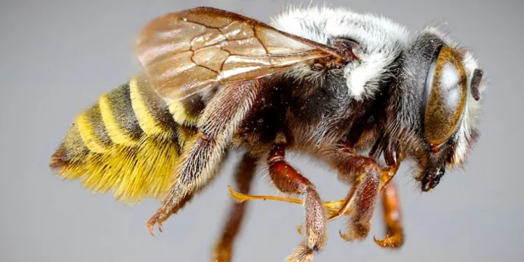 megachile-destacada-1-750x375