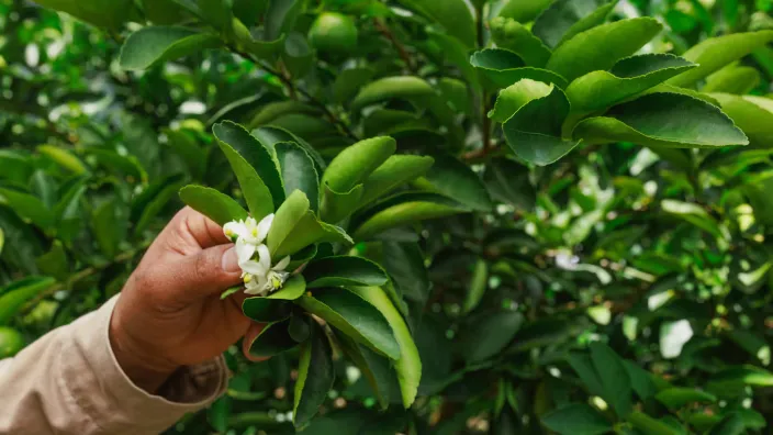 Captura de pantalla 2026-02-06 013329