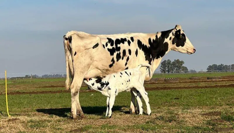 vaca-lechera-e1677870309299