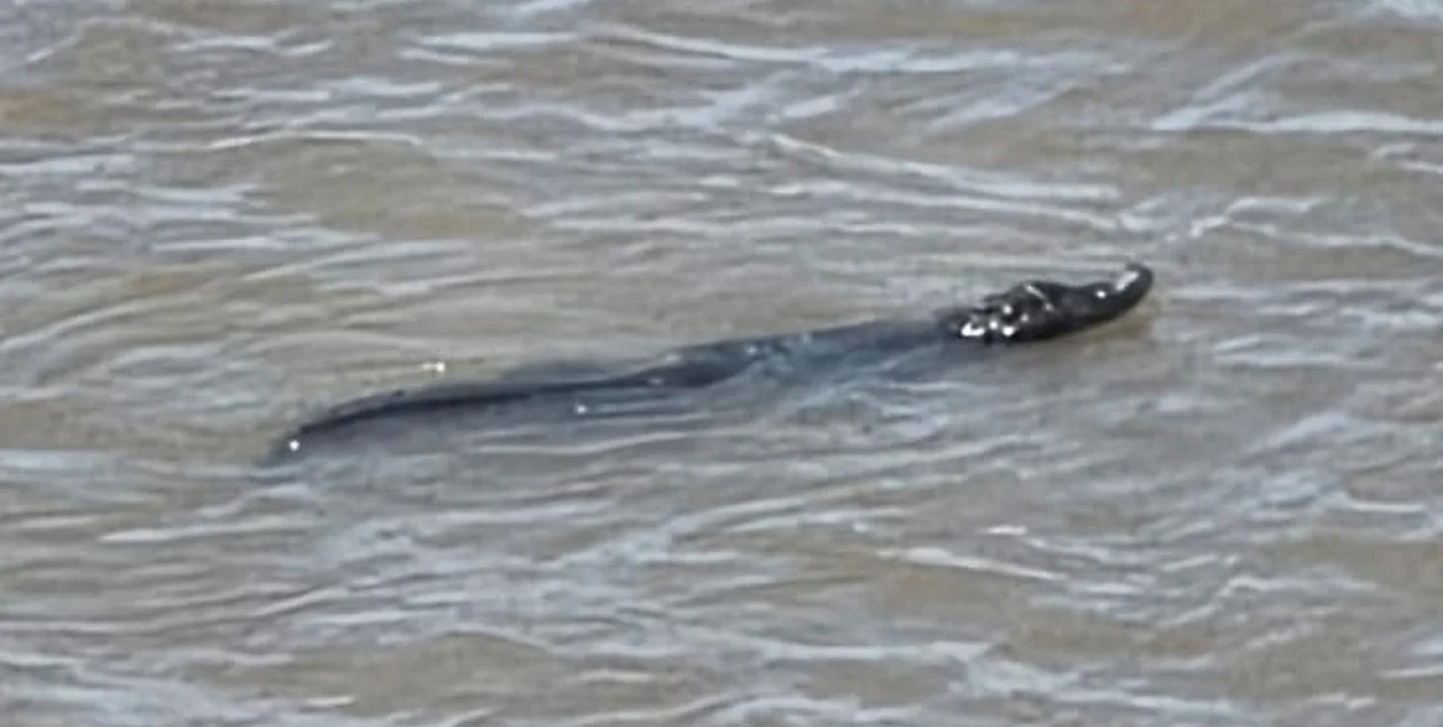 QXPtfLtGe_1300x655__1