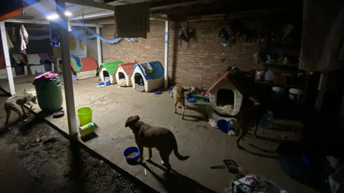 robo-veterinaria-barrio-sur-4jpg