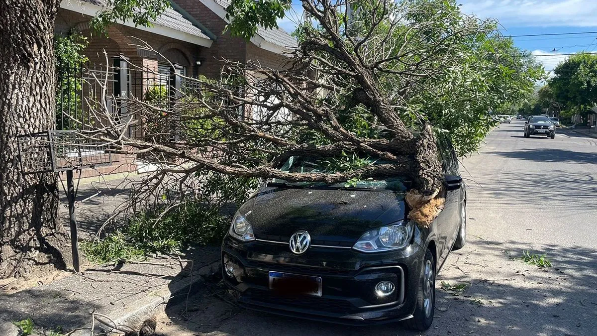 arbol-caido2jpg