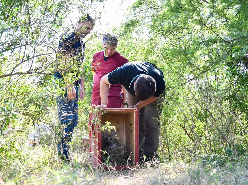 40885a01-e262-4586-8fd5-0a994093dc56