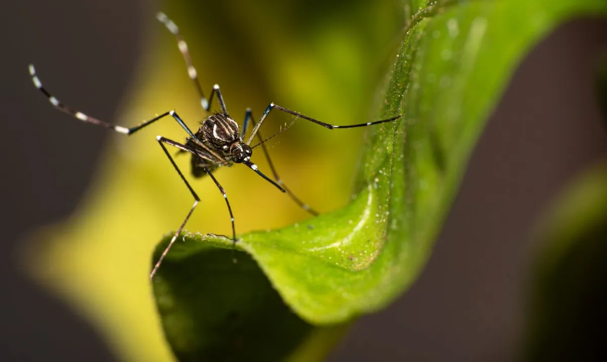 aedes-aegypti-mosquito-dengue