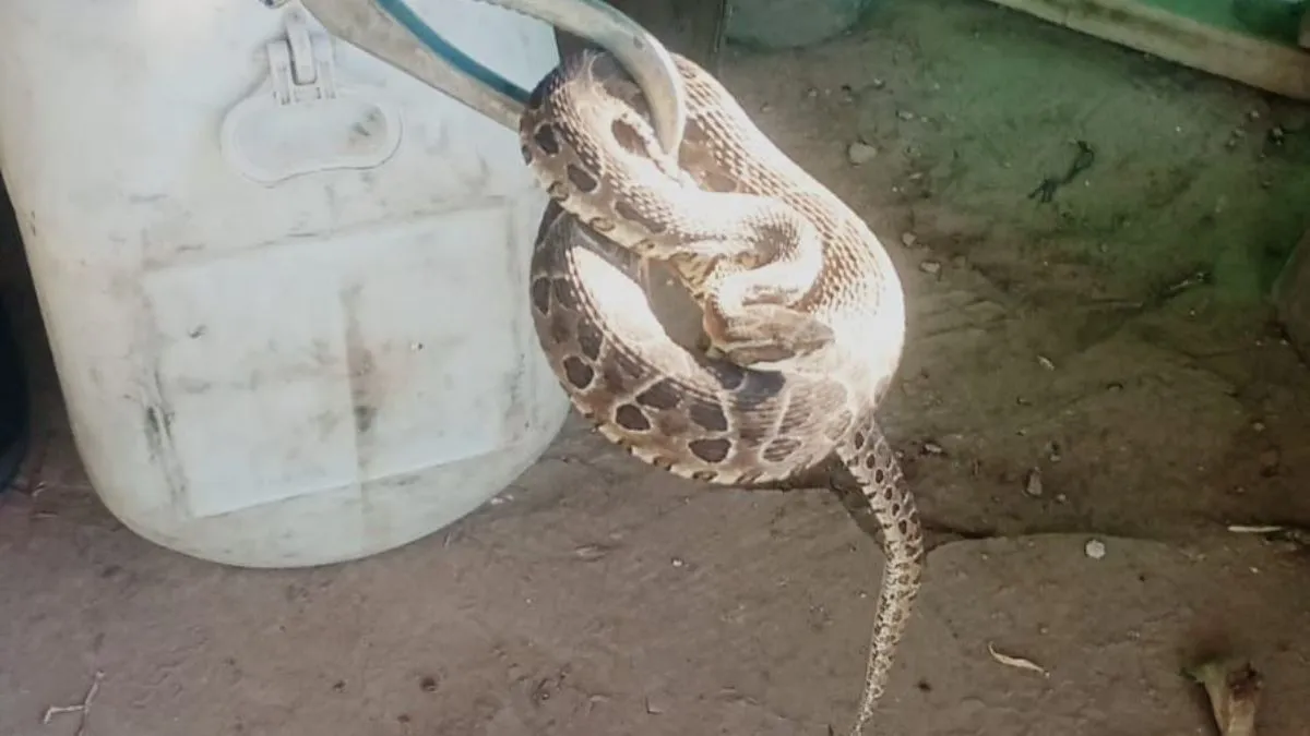 serpiente-encontradajpg