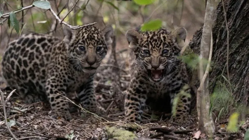 rewilding_argentina_foundation.jpg_1756841869